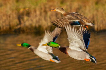Obraz premium Mallard ducks taking flight in late autumn