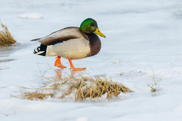 Mallard foraging in the frozen tidal wetlands of Boundary Bay