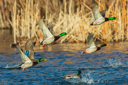 Mallard ducks taking flight in late autumn