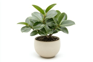 Small plant with green leaves in a beige pot on a white background