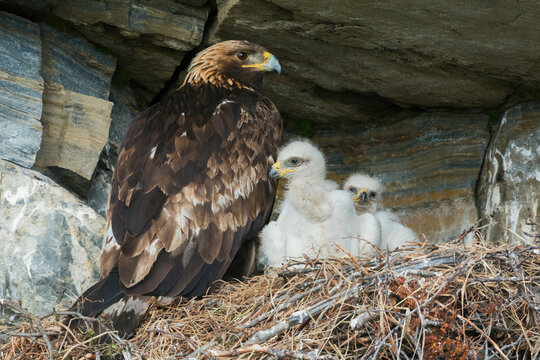 Golden eagle parent watches over young chicks in the nest, Alaska