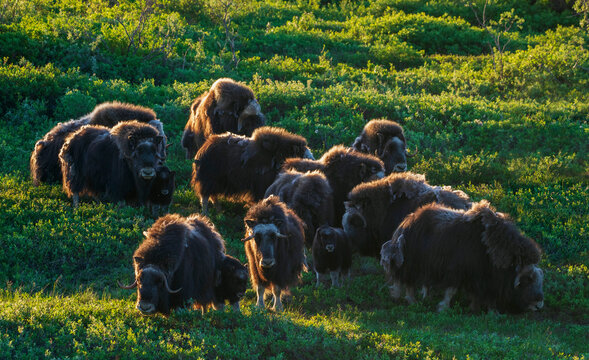 Musk ox herd, early morning light on the arctic tundra, Seward Peninsula, Alaska