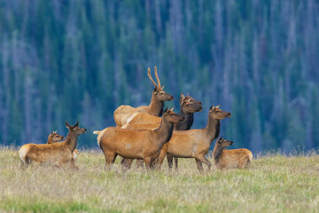 Nearby coyote captures the attention of this herd of elk