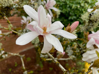 Japanese Magnolia Blossosm Bud 03