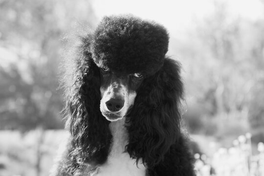 Parti poodle