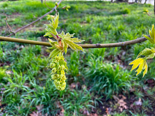 Maple Tree Buds 01