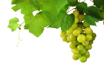 Green grape bunch, close up. Growing grapes. Concept of viticulture and winemaking. on transparent, png, Ripe light grapes
