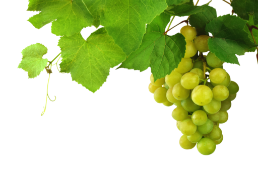 Green grape bunch, close up. Growing grapes. Concept of viticulture and winemaking. on transparent, png, Ripe light grapes
