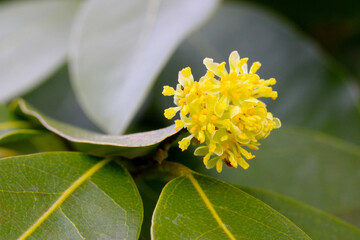 Yellow Blossom Bay Laurel 01