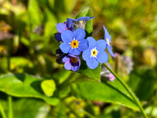 Sunlight Forget-me-Not 02