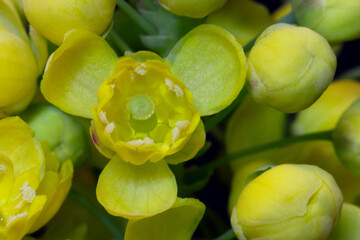 Yellow Oregon Grape Mandala 06