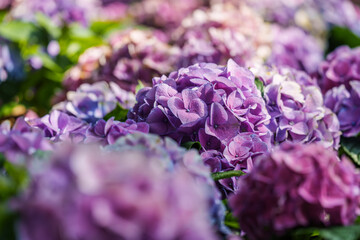 Close-up photo of purple hydrangeas blooming in summer