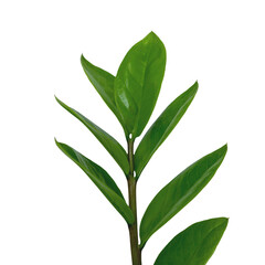 Close-Up of Green Leafy Plant