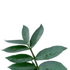 green leaves isolated on white background