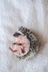  hedgehog on soft blanket.Prickly cute pet. Adorable Baby Hedgehog Lying on Its Back.Hedgehog on...