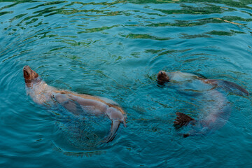 Sea Lions Swimming in Clear Water.pair of Sea lions swim relaxed in the water.Aquatic marine...
