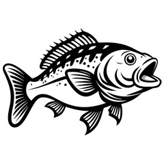 Large mouth bass fish isolated on white background