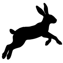 rabbit running isolated on white background