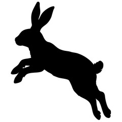 rabbit running isolated on white background