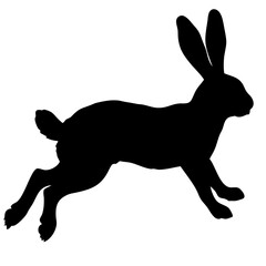 rabbit running isolated on white background