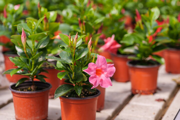 Close-up of a pot with pink Mandevilla (Mandevilla sanderi) flowers in bloom