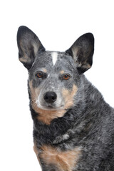 cattle dog