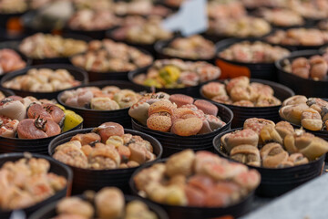 Close-up photo of a pot of a cute Lithops seeds (Living stones) succulent that resembles pebbles