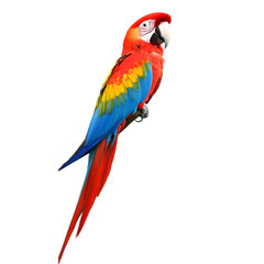 Fototapeta premium Isolated Photo Realistic Scarlet Macaw Parrot with Colorful Feathers on Transparent Background