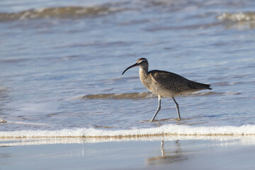 Closeup of Whimbrel, a long-billed shorebird, standing in bubbling Atlantic Ocean waves on the West Coast, California, United States