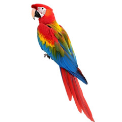 Obraz premium Realistic Image Of A Colorful Parrot With Red Blue and Green Feathers Isolated on Transparent Background