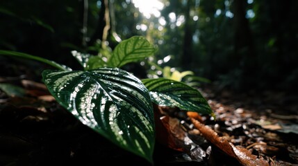 Tropical Palm Leaves Closeup Texture, Exotic Rainforest Vegetation Pattern, Sunlight Through Fronds, Natural Jungle Environment, Warm Earthy Forest Ground