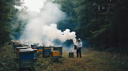  Beekeeper with smoker works with beehives in a wooded area, using smoke to calm the bees, performing apiary maintenance in outdoor environment