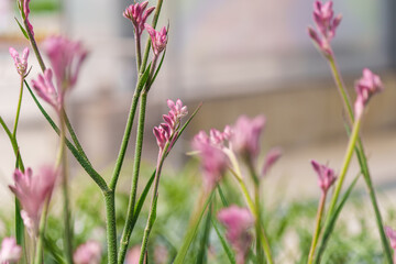 Close-up of a pink kangaroo claw (Anigozanthos) flower bud in bloom