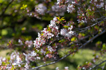 都心散歩　桜散り青葉萌える頃　浜離宮あたり