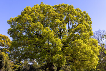 都心散歩　桜散り青葉萌える頃　浜離宮あたり