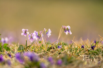 Manchurian Violet in the early spring.. field of wild flowers. purple crocus flowers	