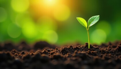 Tiny coffee bean seedlings stretch towards sunlight in lush greenery, sunshine, natural