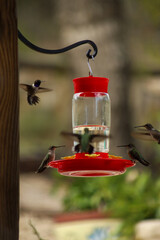 Hummingbirds swarming a red feeder