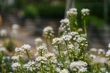 Close-up photo of a white Iberis semperviren flower in bloom