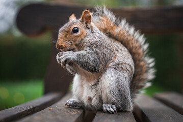 A gray squirrel sits on a wooden bench, holding and nibbling a small object. Its bushy tail is visible, with blurred greenery in the background.