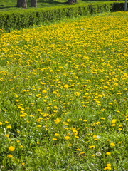 Spring Landscape of South Park in city of Sofia, Bulgaria