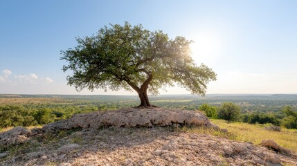Single olive tree sunny landscape peaceful nature scene