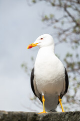 Obraz premium Seagull bird in city of Reykjavik in Iceland