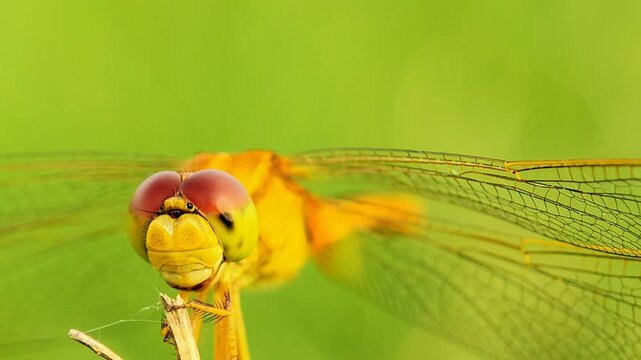 close up Yellow dragonfly or ciwet dragonfly (Pantala flavescens) perched on the tip of dry wood while flying