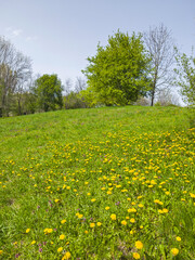 Obraz premium Spring Landscape of South Park in city of Sofia, Bulgaria