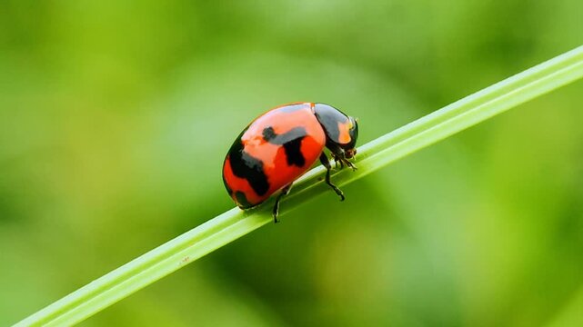 Ladybug or Coelophora inaqualis walking on grass leaves. macro photography
