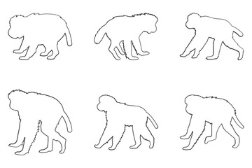 Siamang Outline Icon Set. Animal Illustration Design