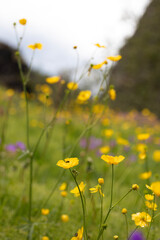 close-up of yellow meadow buttercups and purple flowers with a blurred background, landscape of Iceland