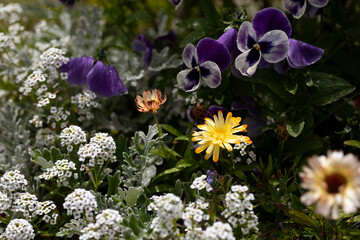 close up of Icelandic wild flowers including yellow delosperma, purple pansies, white Alyssum, and orange flowers with blurred background
