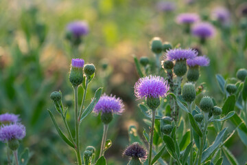 thistle on green color bokeh background